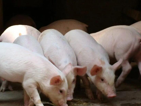 總是死豬咋回事？