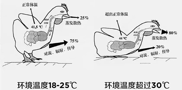《夏日炎炎，如何為動(dòng)物防暑、降溫》